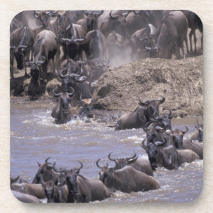 Afrika, Kenia, Masai Mara Nationalpark. Untersetzer
