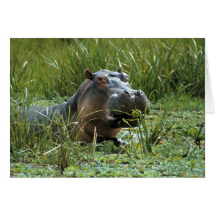 Afrika, Kenia, Masai Mara NR. Eine Mutter Nilpferd