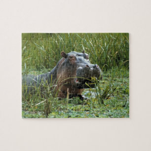 Afrika, Kenia, Masai Mara NR. Eine Mutter Nilpferd