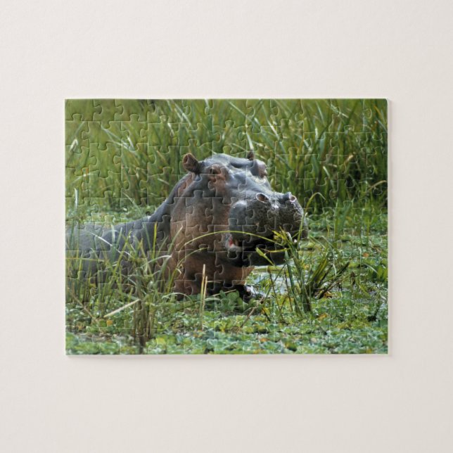 Afrika, Kenia, Masai Mara NR. Eine Mutter Nilpferd (Horizontal)