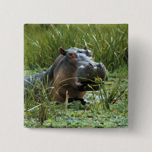 Afrika, Kenia, Masai Mara NR. Eine Mutter Nilpferd Button (Vorderseite)