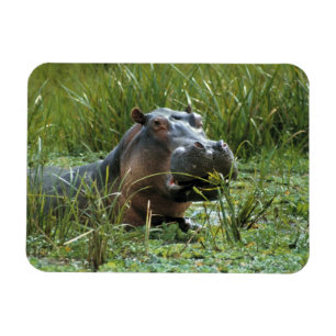 Afrika, Kenia, Masai Mara NR. Eine Mutter Nilpferd Magnet
