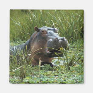 Afrika, Kenia, Masai Mara NR. Eine Mutter Nilpferd Magnet