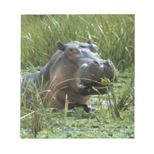 Afrika, Kenia, Masai Mara NR. Eine Mutter Nilpferd Notizblock