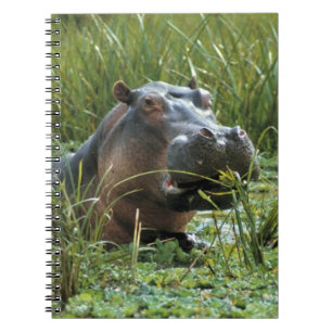 Afrika, Kenia, Masai Mara NR. Eine Mutter Nilpferd Notizblock