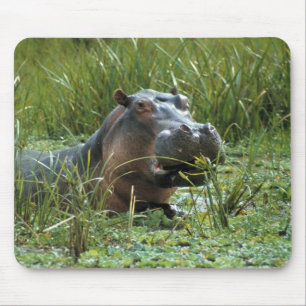 Afrika, Kenia, Masai Mara NR. Mutterhippo Mousepad