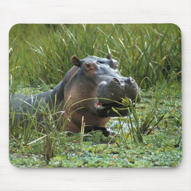 Afrika, Kenia, Masai Mara NR. Mutterhippo Mousepad (Vorne)