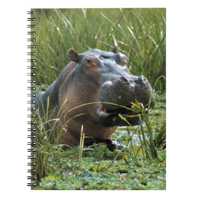 Afrika, Kenia, Masai Mara NR. Mutterhippo Notizblock (Vorderseite)