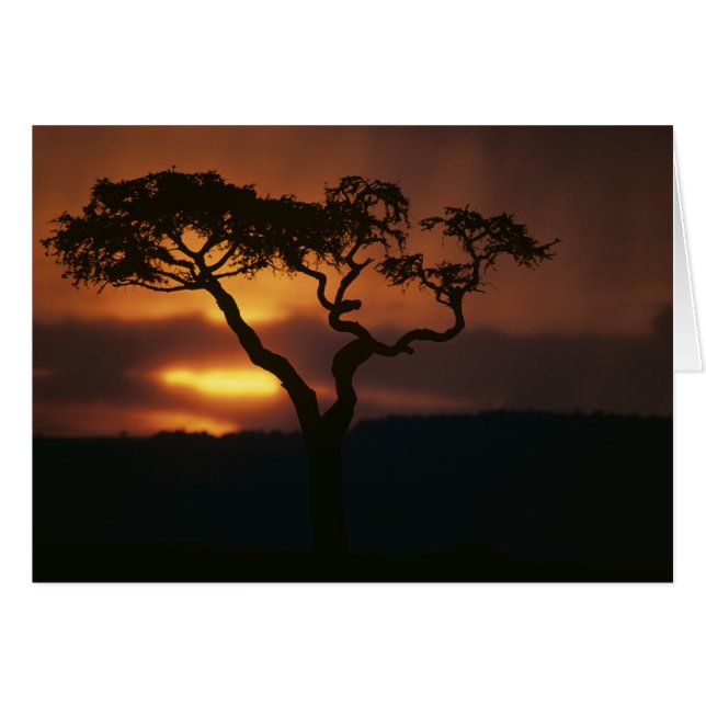 Afrika, Kenia, Masai-Mara-Spielreservat, (Vorderseite (Horizontal))