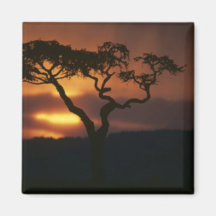 Afrika, Kenia, Masai-Mara-Spielreservat, Magnet