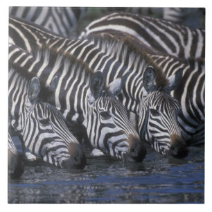 Afrika, Kenia, Masai Mara Wildreservat, Ebenen Fliese