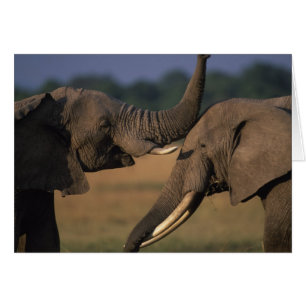 Afrika, Kenia, Masai Mara Wildreservat, Zwei Bulle