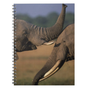 Afrika, Kenia, Masai Mara Wildreservat, Zwei Bulle Notizblock