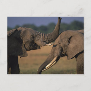 Afrika, Kenia, Masai Mara Wildreservat, Zwei Bulle Postkarte