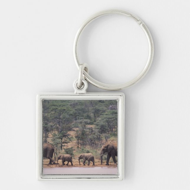 Afrika, Kenia, Nanyuki, Mpala. afrikanisch Schlüsselanhänger (Vorne)