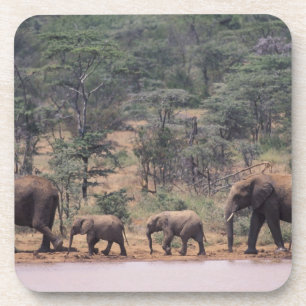 Afrika, Kenia, Nanyuki, Mpala. Afrikanisch Untersetzer