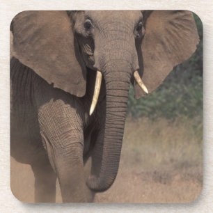 Afrika, Kenia, Nanyuki, Mpala. Afrikanischer Elefa Getränkeuntersetzer