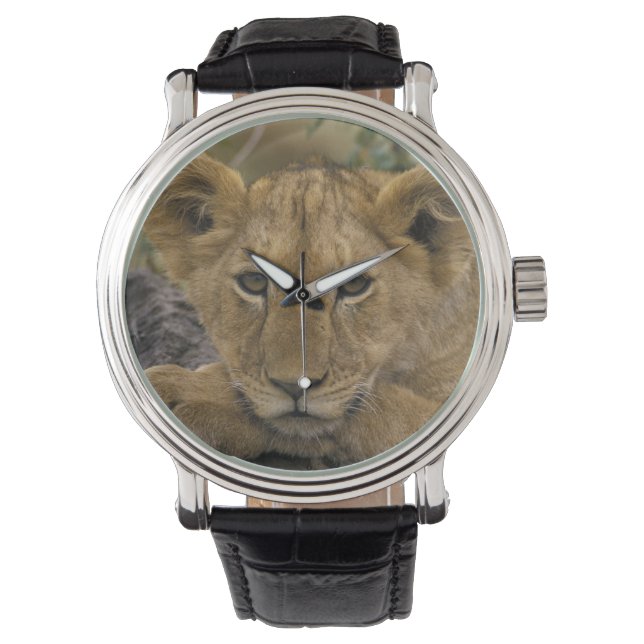 Afrika, Kenia. Portrait eines Löwen. Armbanduhr (Vorderseite)