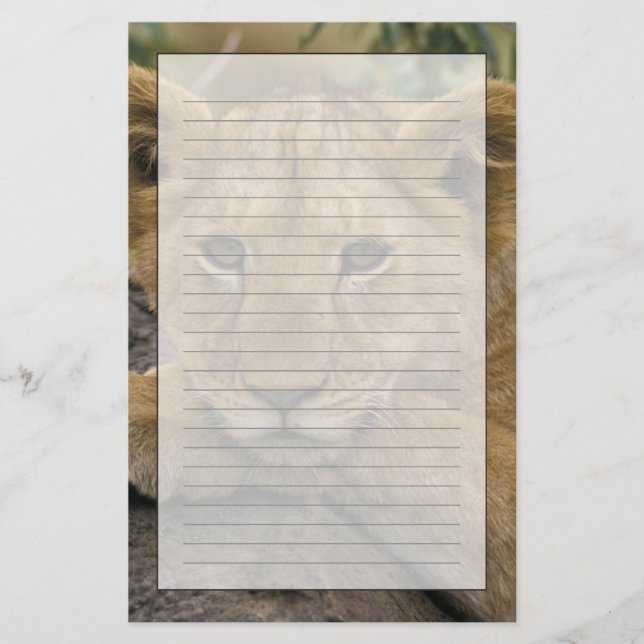 Afrika, Kenia. Portrait eines Löwen. Briefpapier (Vorderseite)