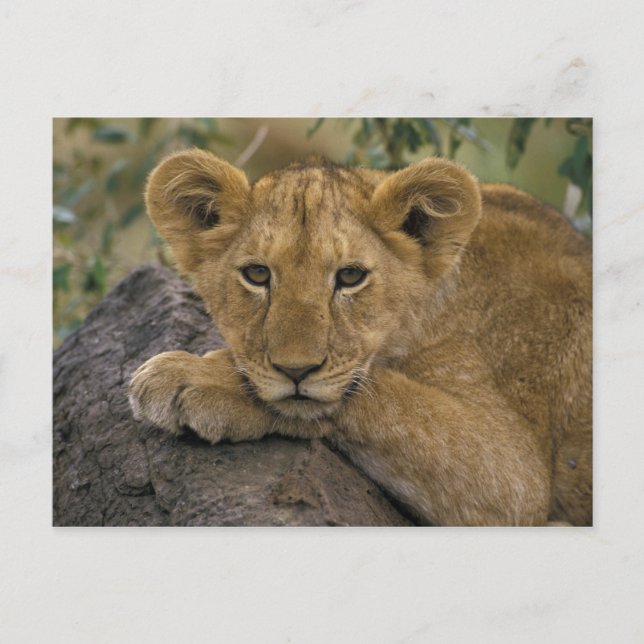 Afrika, Kenia. Portrait eines Löwen. Postkarte (Vorderseite)