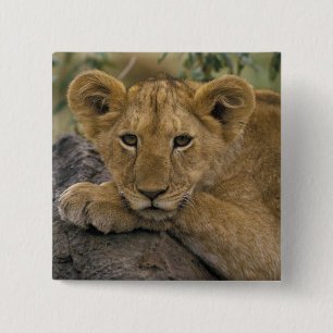 Afrika, Kenia. Porträt eines Löwen. Button