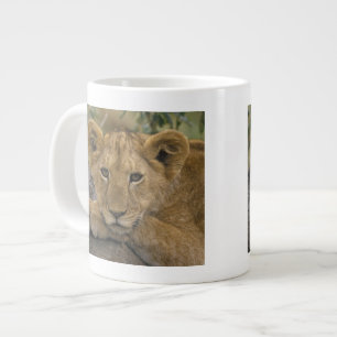 Afrika, Kenia. Porträt eines Löwen. Jumbo-Tasse