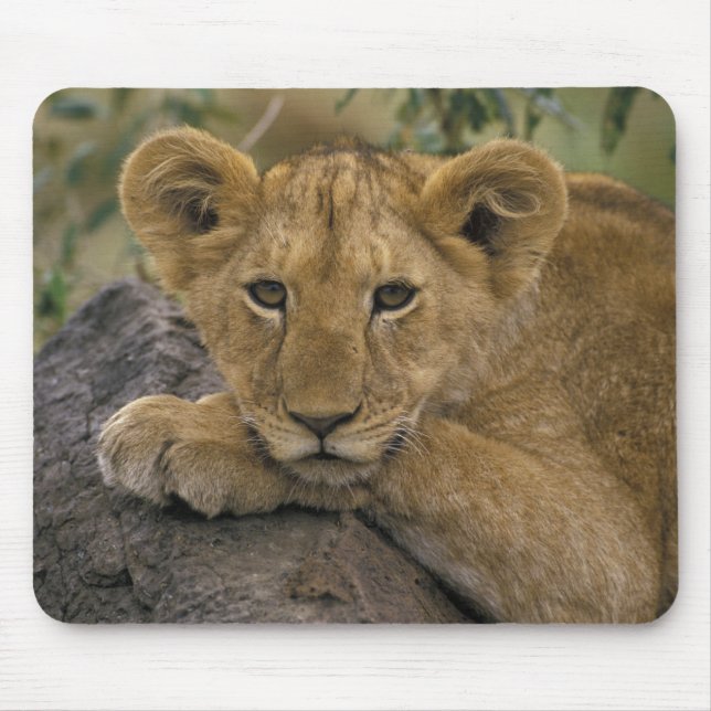 Afrika, Kenia. Porträt eines Löwen. Mousepad (Vorne)