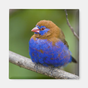 Afrika. Kenia. Purpur-Granadillfink Magnet