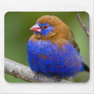 Afrika. Kenia. Purpur-Granadillfink Mousepad