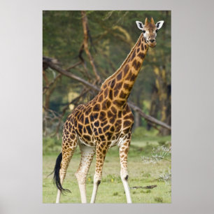 Afrika. Kenia. Rothschild-Giraffe am See 2 Poster