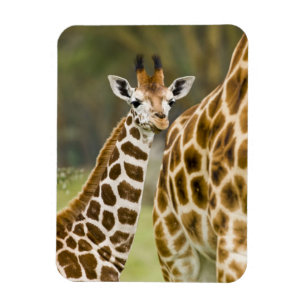 Afrika. Kenia. Rothschild-Giraffe-Baby Magnet