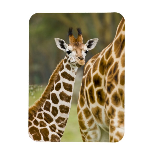 Afrika. Kenia. Rothschild-Giraffe-Baby Magnet (Vertikal)