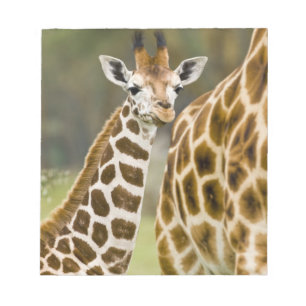 Afrika. Kenia. Rothschild-Giraffenbaby Notizblock