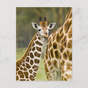 Afrika. Kenia. Rothschild-Giraffenbaby Postkarte