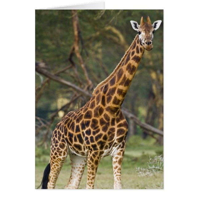 Afrika. Kenia. Rothschild's Giraffe am 2. See (Vorne)