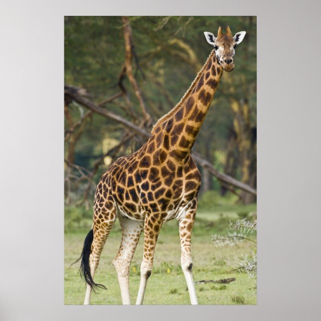 Afrika. Kenia. Rothschild's Giraffe am 2. See Poster (Vorne)
