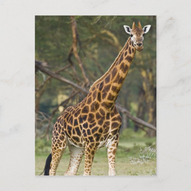 Afrika. Kenia. Rothschild's Giraffe am 2. See Postkarte (Vorderseite)