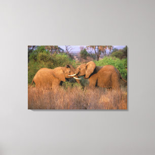 Afrika, Kenia, Samburu. Elefant herausgefordert Leinwanddruck