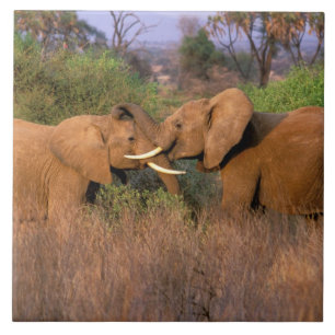 Afrika, Kenia, Samburu. Elefanten-Herausforderung Fliese