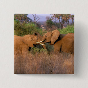 Afrika, Kenia, Samburu. Elefantenherausforderung Button