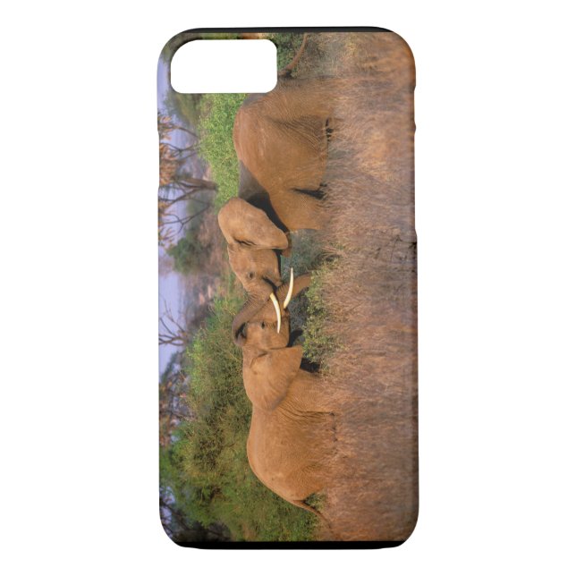 Afrika, Kenia, Samburu. Elefantenherausforderung Case-Mate iPhone Hülle (Rückseite)