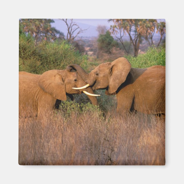 Afrika, Kenia, Samburu. Elefantenherausforderung Magnet (Vorne)