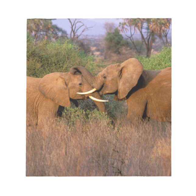 Afrika, Kenia, Samburu. Elefantenherausforderung Notizblock (Vorderseite)