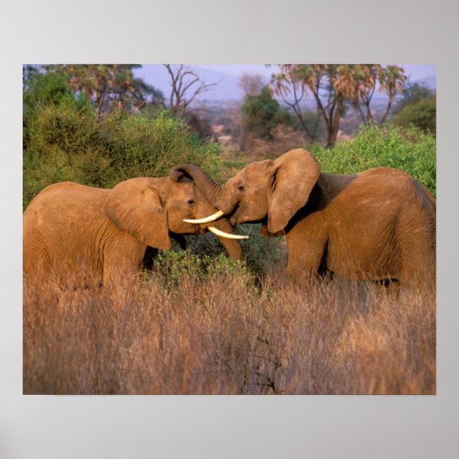 Afrika, Kenia, Samburu. Elefantenherausforderung Poster (Vorne)