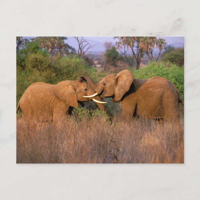 Afrika, Kenia, Samburu. Elefantenherausforderung Postkarte (Vorderseite)
