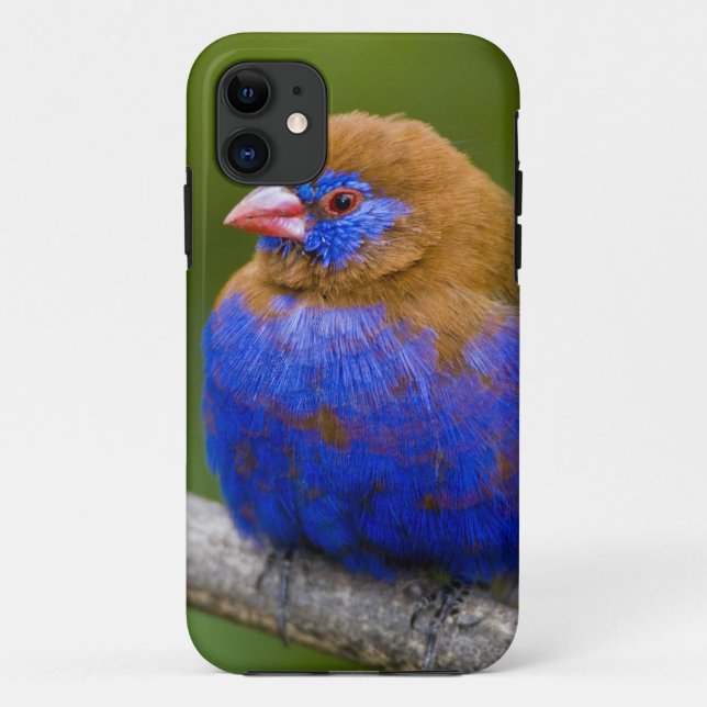 Afrika. Kenia. Violetter Grenadier Case-Mate iPhone Hülle (Rückseite)