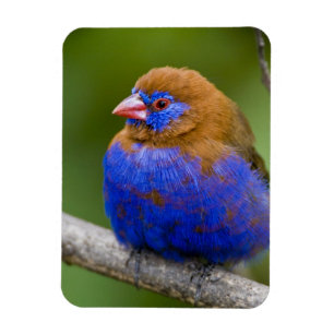 Afrika. Kenia. Violetter Grenadier Magnet