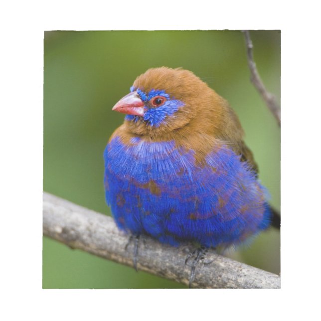 Afrika. Kenia. Violetter Grenadier Notizblock (Vorderseite)