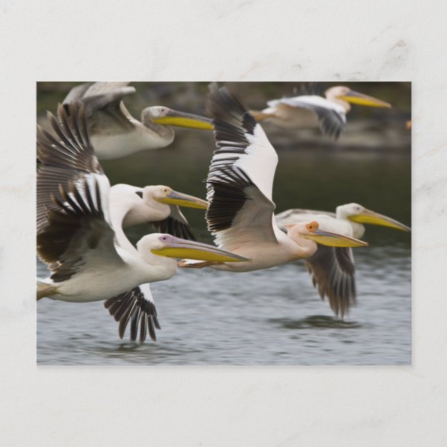 Afrika. Kenia. Weiße Pelikane fliegen am See Postkarte (Vorderseite)