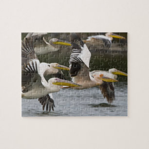 Afrika. Kenia. Weißstörche im Flug am See